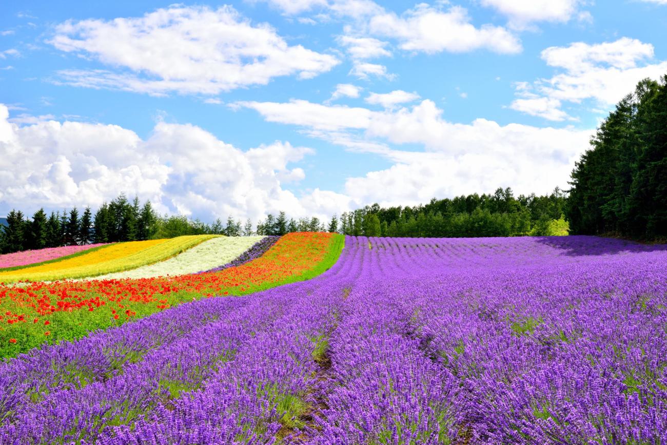 Furano Lavender Fields