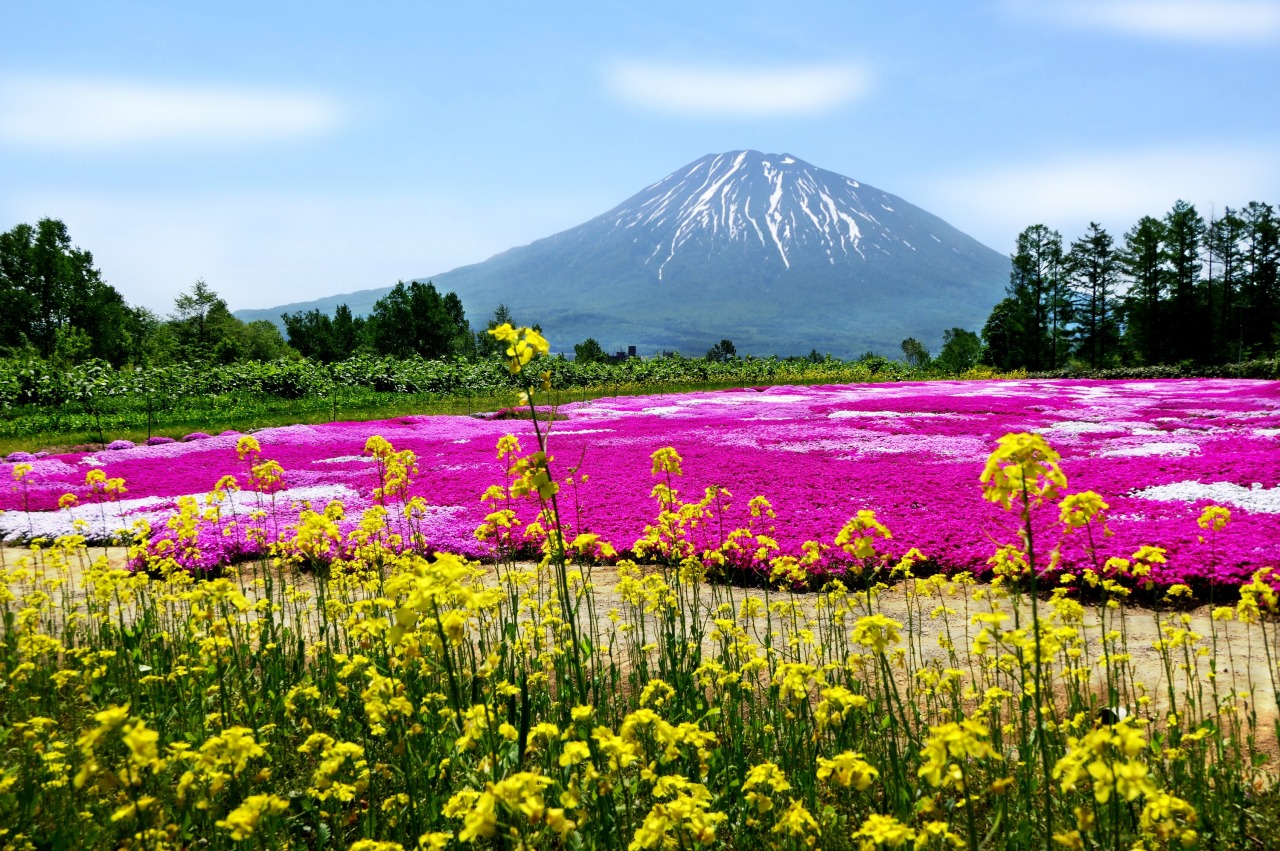 Mishima Shibazakura Garden with Mt. Yotei